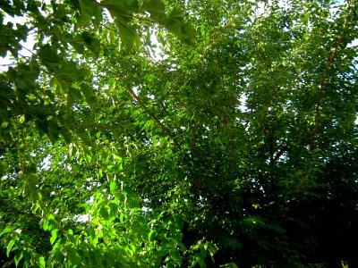 Tree in Istgah st - Nishapur 4