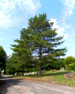 Tree in City (Bear Road) Cemetery, Bear Road, Brighton (August 2013)