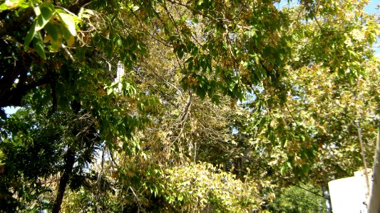Tree - houses - sidewalk - Nishapur 08