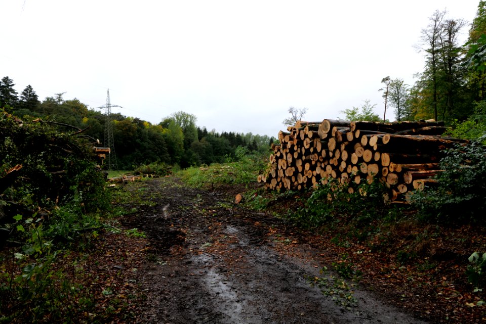 Tree cutting at Maulbach forest 2020-10-06 02