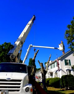 Tree surgeon at work - Arlington, MA - 20200820 093049