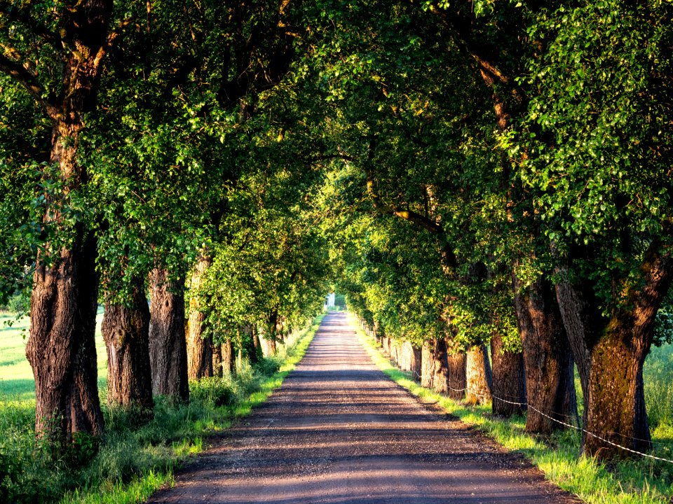 Tree-lined road in Carinthia