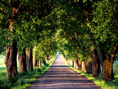 Tree-lined road in Carinthia photo