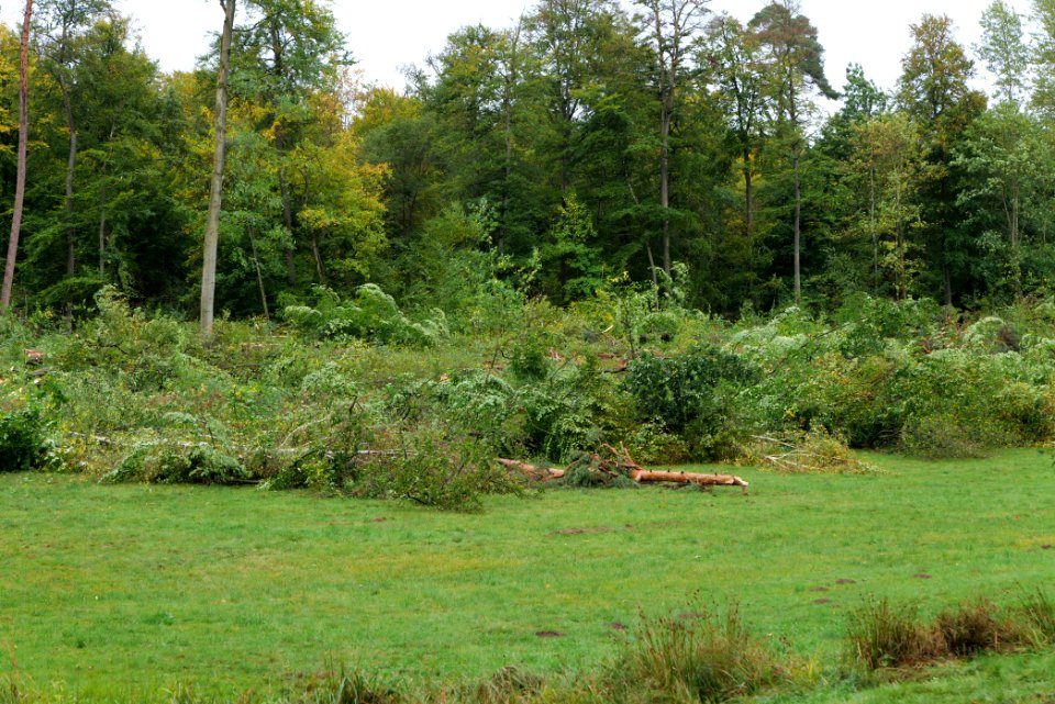 Tree cutting at Maulbach forest 2020-10-05 50