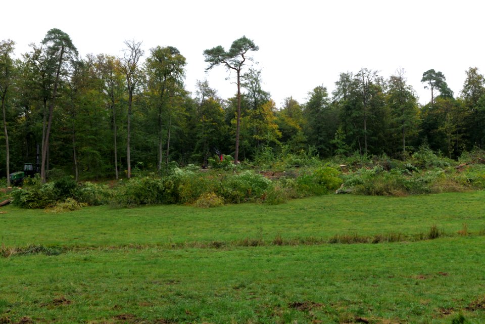 Tree cutting at Maulbach forest 2020-10-05 43