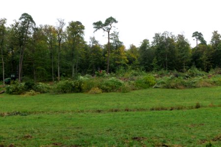 Tree cutting at Maulbach forest 2020-10-05 43