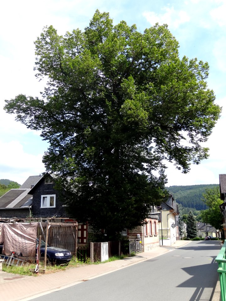 Tree Marktgölitz