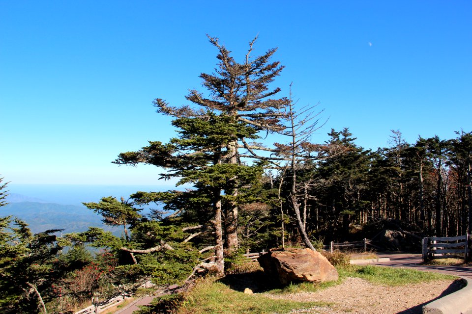 Tree on Mount Mitchell, Oct 2016 2