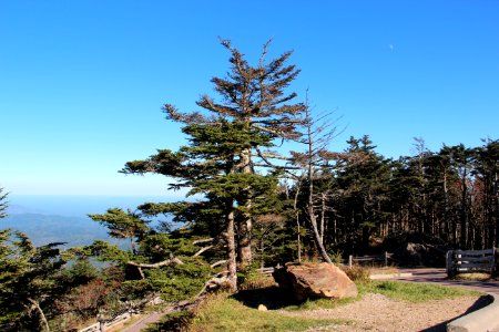 Tree on Mount Mitchell, Oct 2016 2