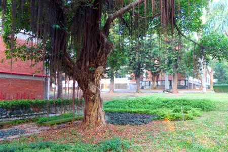 Tree - Tunghai University - DSC01644