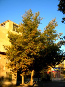 Tree - alley in farahbakhs st - Nishapur 3