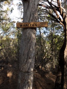 Tree Whalers Lookout Bicheno 201907025-011