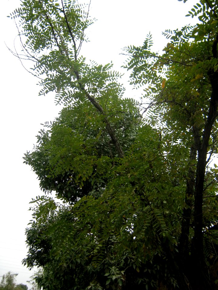 Tree - autumn - evening - fazl st - Nishpaur