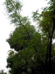 Tree - autumn - evening - fazl st - Nishpaur