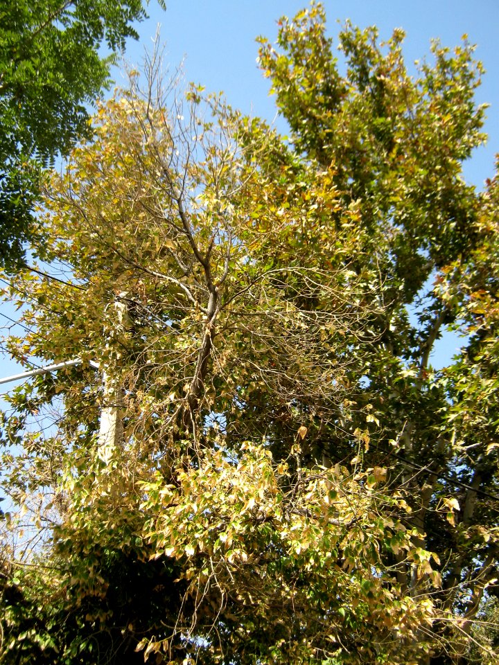 Tree - houses - sidewalk - Nishapur 10