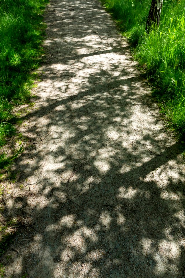 Tree shadows on Myrstigen track