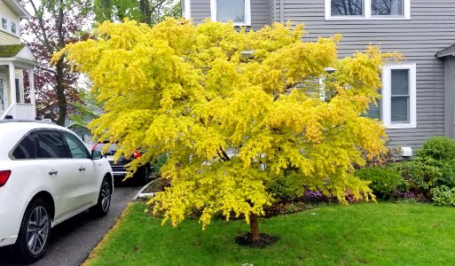 Tree - Arlington, MA - 01