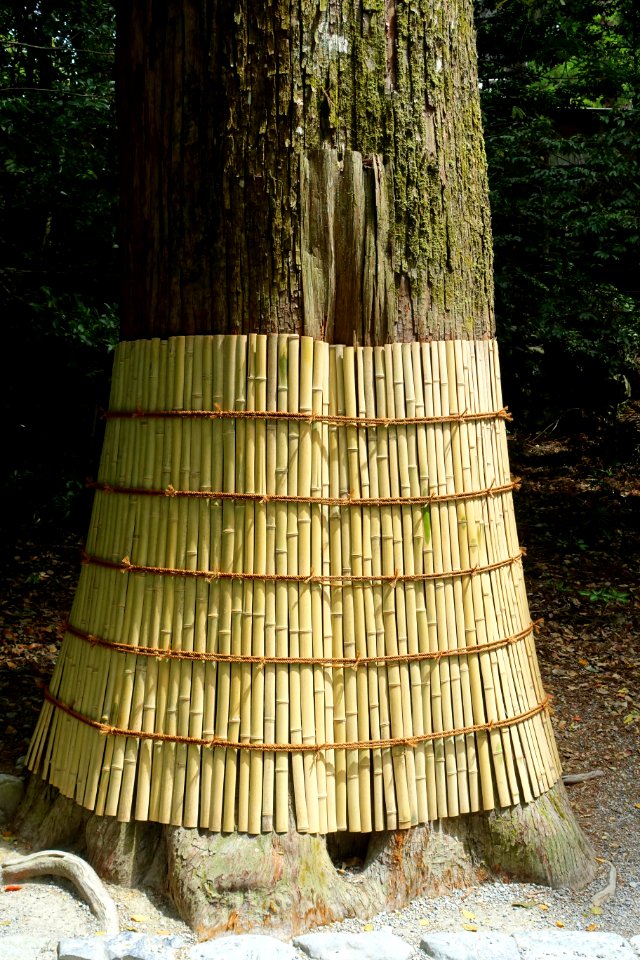 Tree - Naiku, Ise Shrine - Ise, Mie, Japan - DSC07676