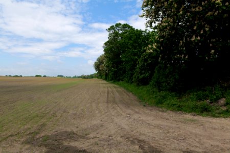 Tree row on a field in Hardenbeck 2021-05-29 09