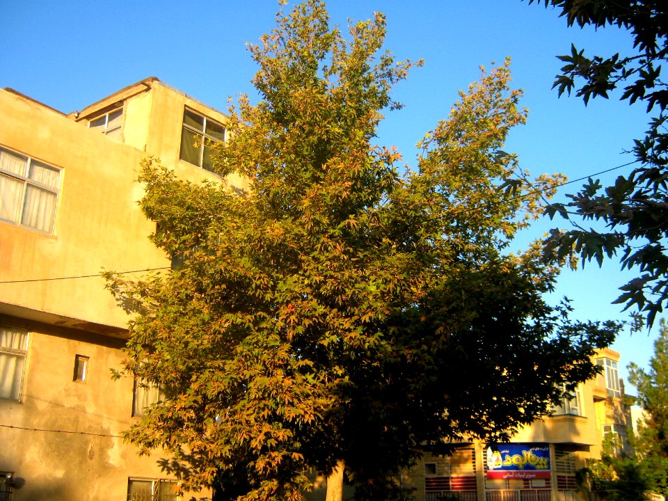 Tree - alley in farahbakhs st - Nishapur 1