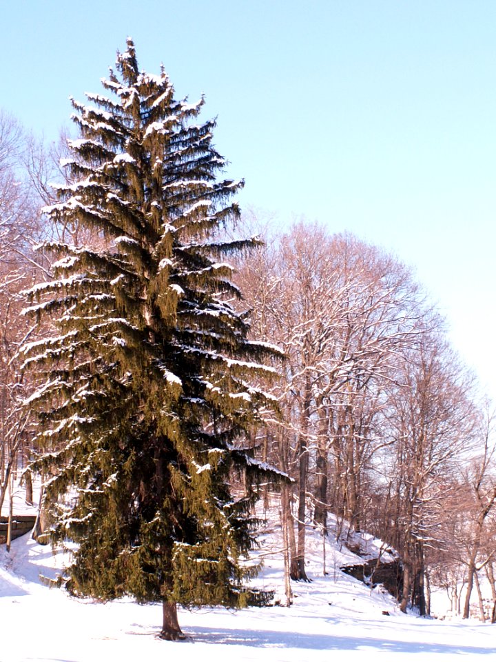 Tree, Allegheny Cemetery, 2015-01-28, 01