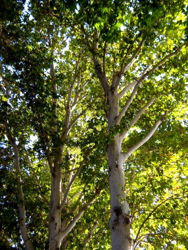 Trees - khayyam boulevard - Nishapur 3