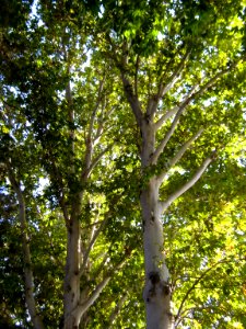 Trees - khayyam boulevard - Nishapur 3