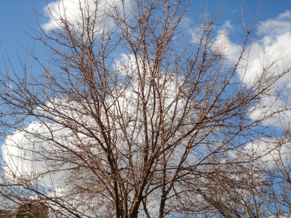 Tree - Spring - Nowruz - Nishapur