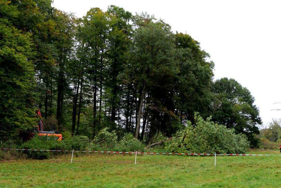 Tree cutting at Maulbach forest 2020-10-05 72