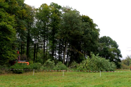 Tree cutting at Maulbach forest 2020-10-05 72