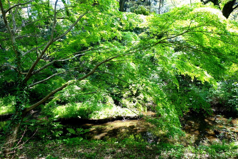 Tree - Institute for Nature Study, Tokyo - DSC02149