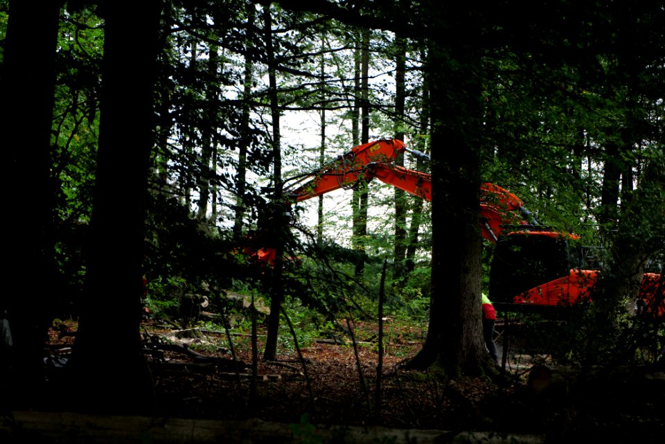 Tree cutting at Maulbach forest 2020-10-05 60
