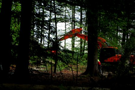 Tree cutting at Maulbach forest 2020-10-05 60