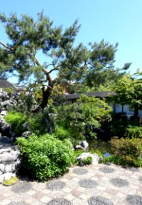 Tree - Dr. Sun Yat-Sen Classical Chinese Garden - Vancouver, Canada - DSC09832