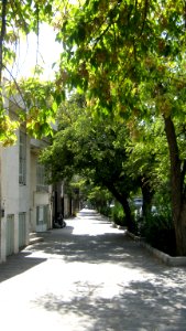 Tree - houses - sidewalk - Nishapur 17