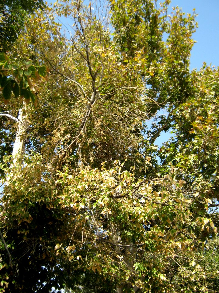 Tree - houses - sidewalk - Nishapur 06