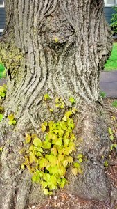 Tree detail 02 - Arlington, MA