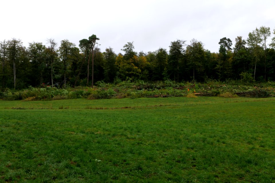 Tree cutting at Maulbach forest 2020-10-05 48