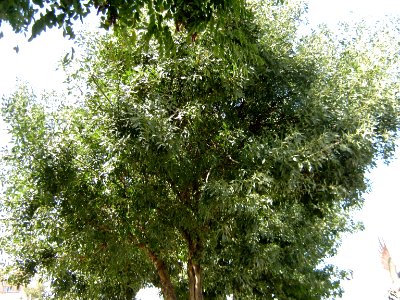 Trees - Simorgh Culture House - Nishapur 001