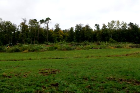 Tree cutting at Maulbach forest 2020-10-05 46