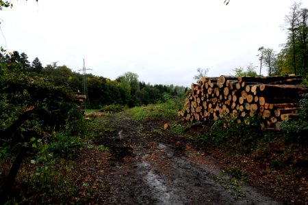 Tree cutting at Maulbach forest 2020-10-06 01