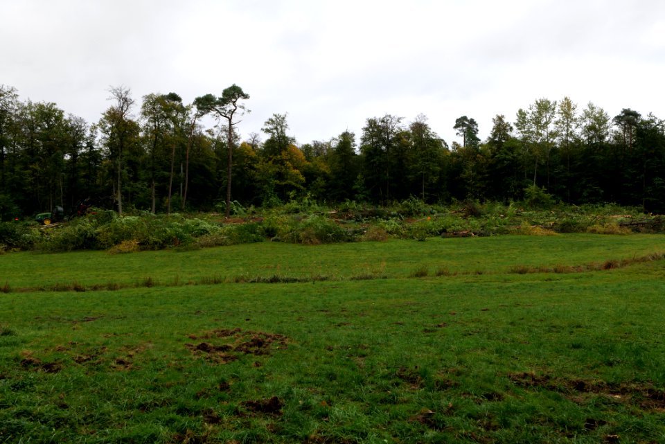 Tree cutting at Maulbach forest 2020-10-05 45