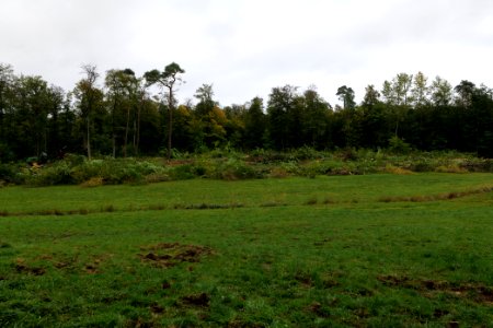 Tree cutting at Maulbach forest 2020-10-05 45