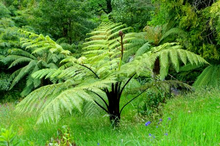 Tree fern - Glendurgan Garden - Cornwall, England - DSC01910