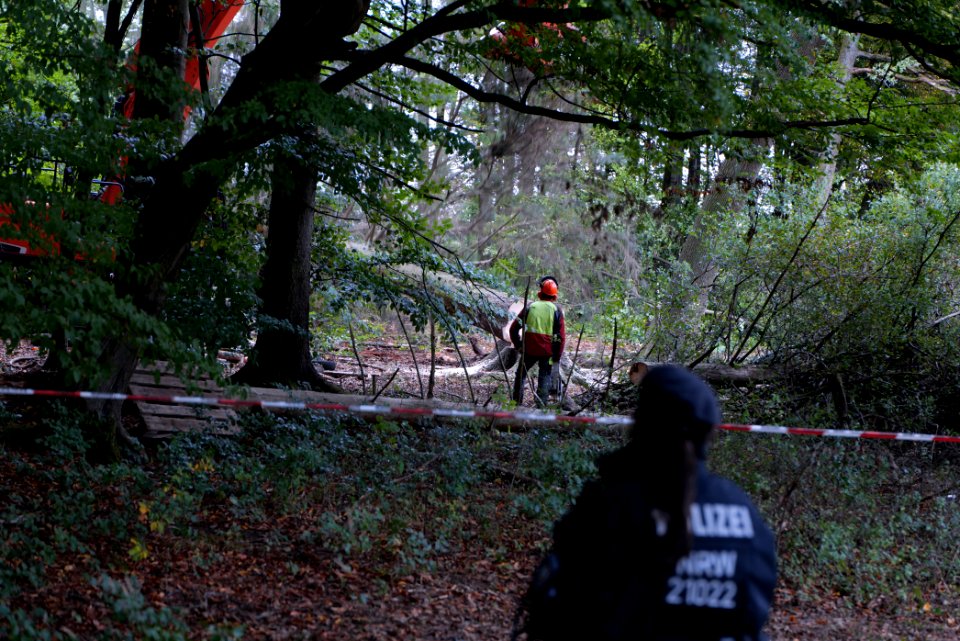 Tree cutting at Maulbach forest 2020-10-05 65