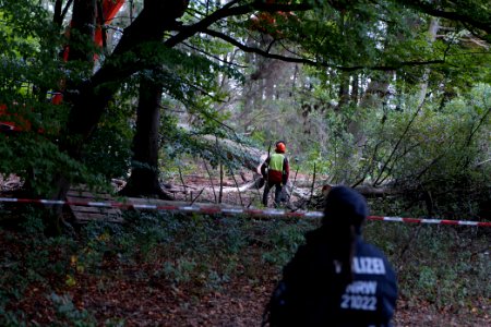Tree cutting at Maulbach forest 2020-10-05 65