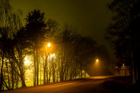 Trees around Brastad soccer arena in fog (19) photo