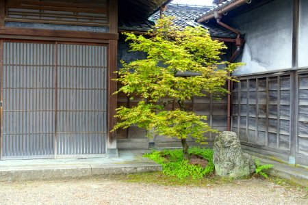 Tree and beast - Takada Family Residence - Kanazawa, Japan - DSC00549