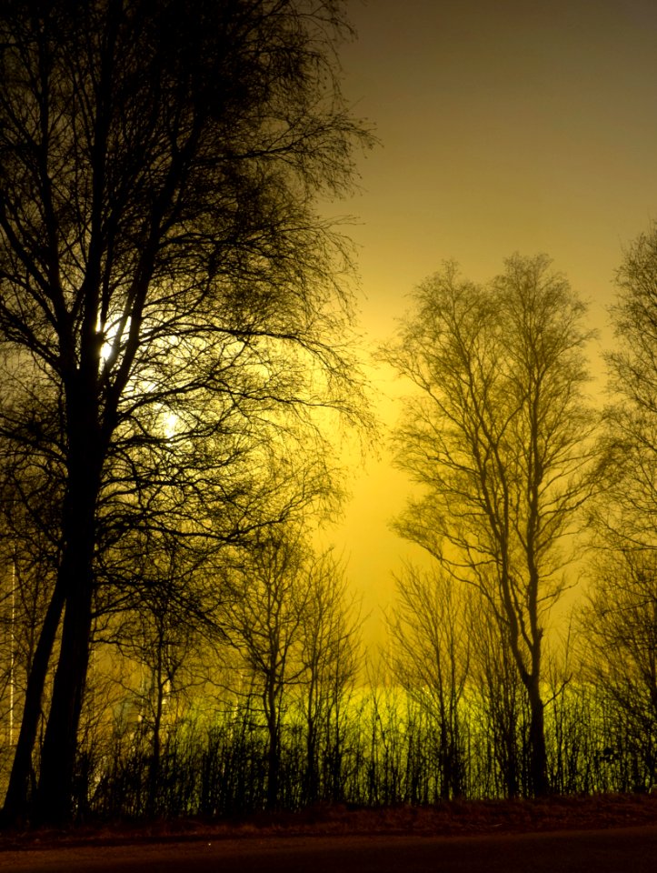 Trees around Brastad soccer arena in fog (15)