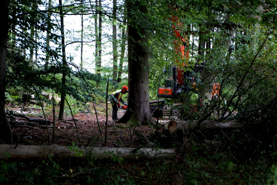 Tree cutting at Maulbach forest 2020-10-05 63
